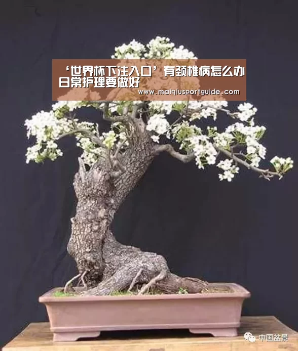 世界杯竞猜平台官网